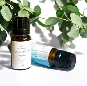 Aceite esencial de eucalipto globulus
